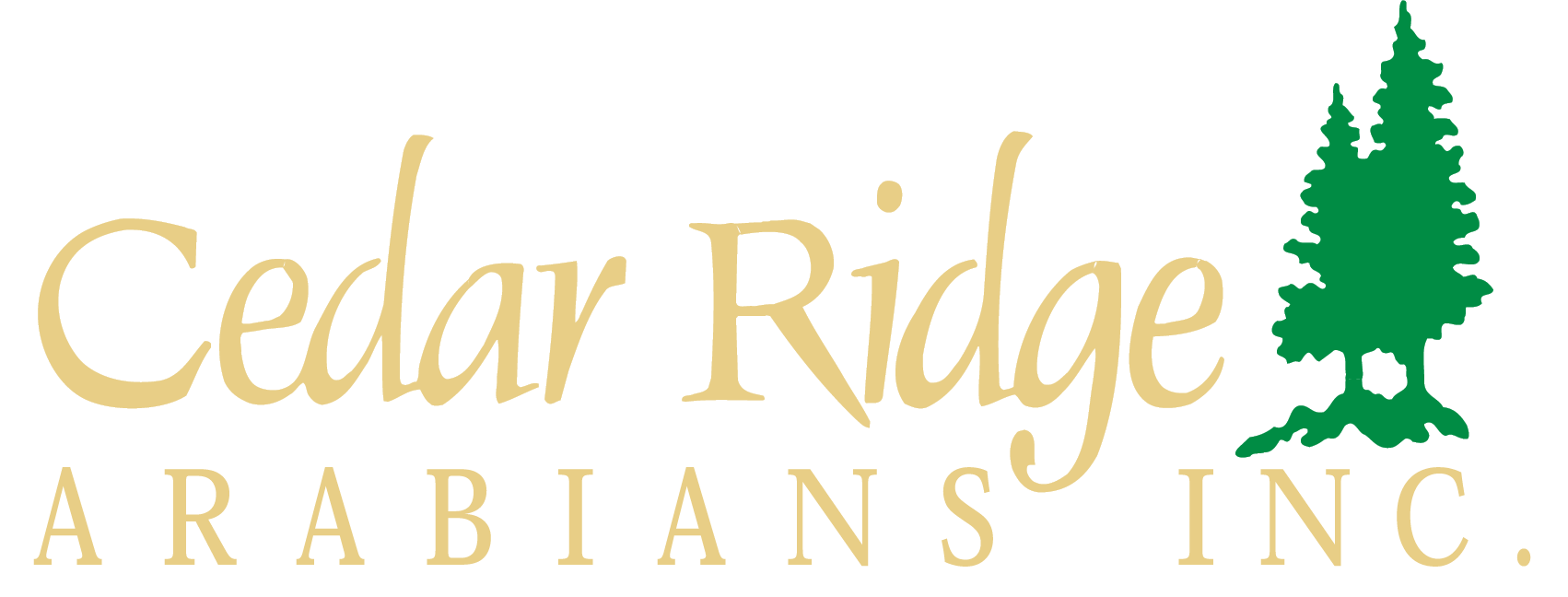 Cedar Ridge Arab goldgrn